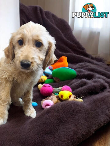 BEAUTIFUL GOLDEN GROODLE PUPPIES