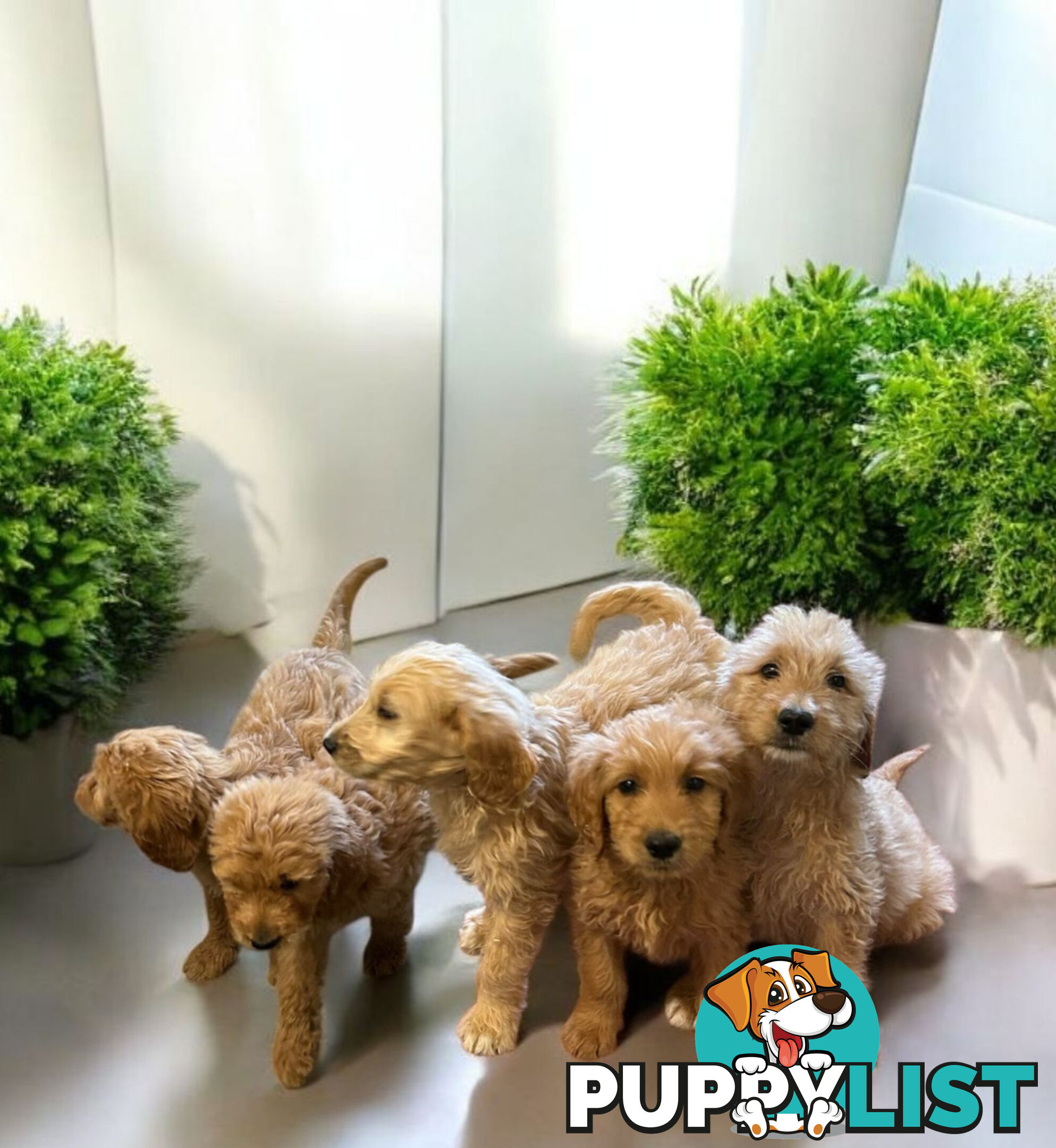 BEAUTIFUL GOLDEN GROODLE PUPPIES