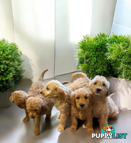 BEAUTIFUL GOLDEN GROODLE PUPPIES
