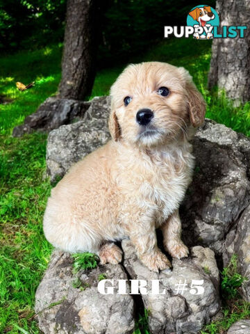 BEAUTIFUL GOLDEN GROODLE PUPPIES