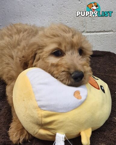 BEAUTIFUL GOLDEN GROODLE PUPPIES