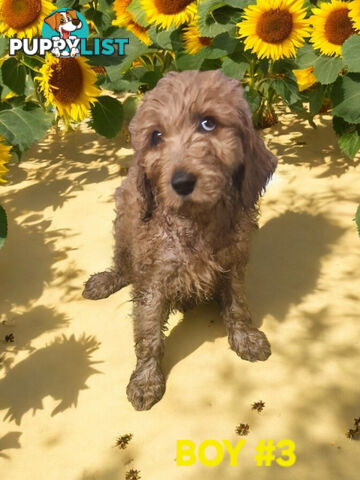 BEAUTIFUL RED MINIATURE GROODLE PUPPIES