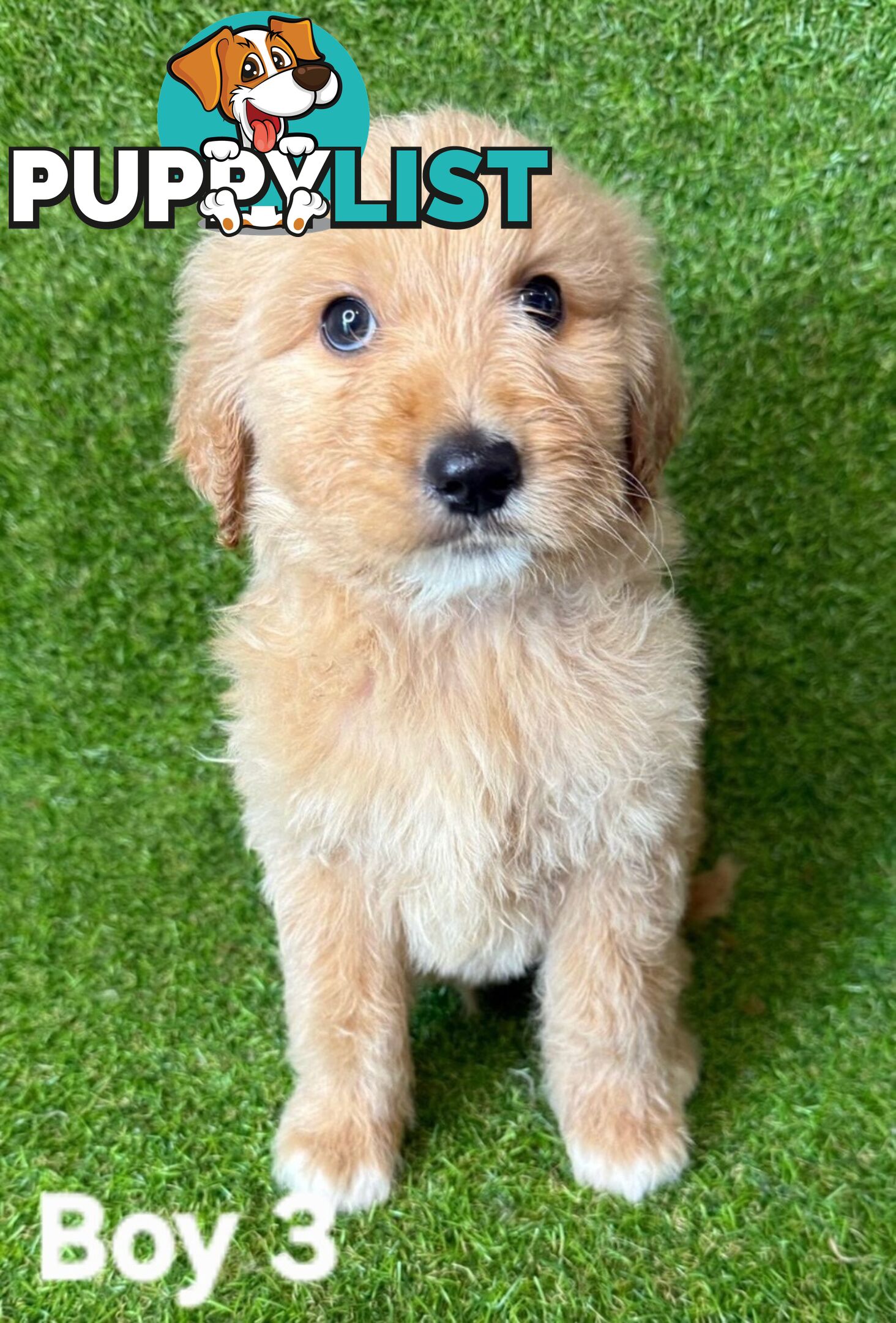BEAUTIFUL GOLDEN GROODLE PUPPIES