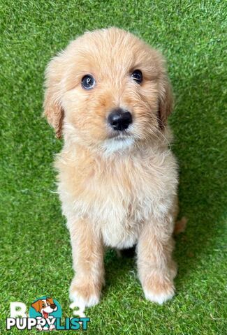 BEAUTIFUL GOLDEN GROODLE PUPPIES