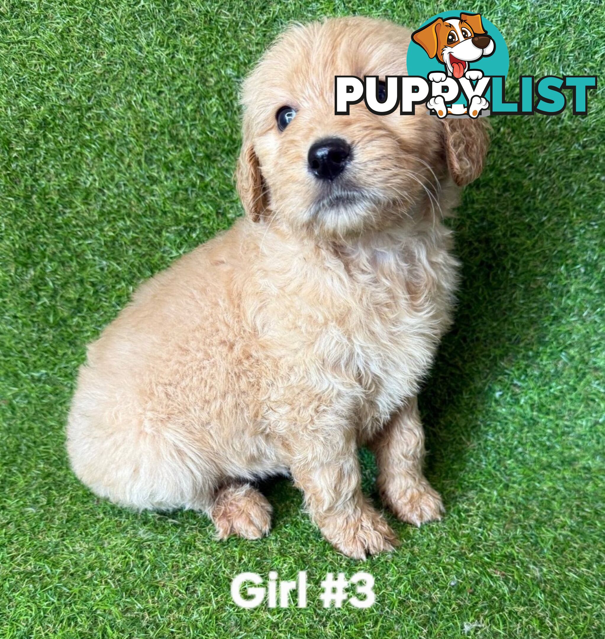 BEAUTIFUL GOLDEN GROODLE PUPPIES