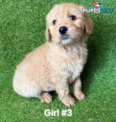BEAUTIFUL GOLDEN GROODLE PUPPIES