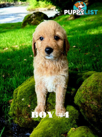 BEAUTIFUL GOLDEN GROODLE PUPPIES