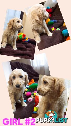 BEAUTIFUL GOLDEN GROODLE PUPPIES