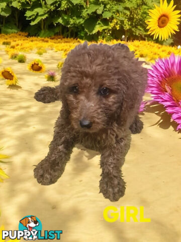 BEAUTIFUL RED MINIATURE GROODLE PUPPIES