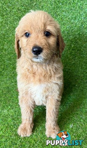 BEAUTIFUL GOLDEN GROODLE PUPPIES