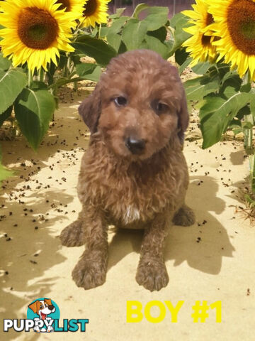 BEAUTIFUL RED MINIATURE GROODLE PUPPIES