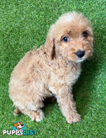 BEAUTIFUL GOLDEN GROODLE PUPPIES