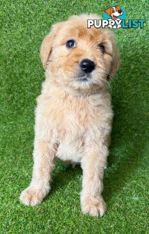 BEAUTIFUL GOLDEN GROODLE PUPPIES