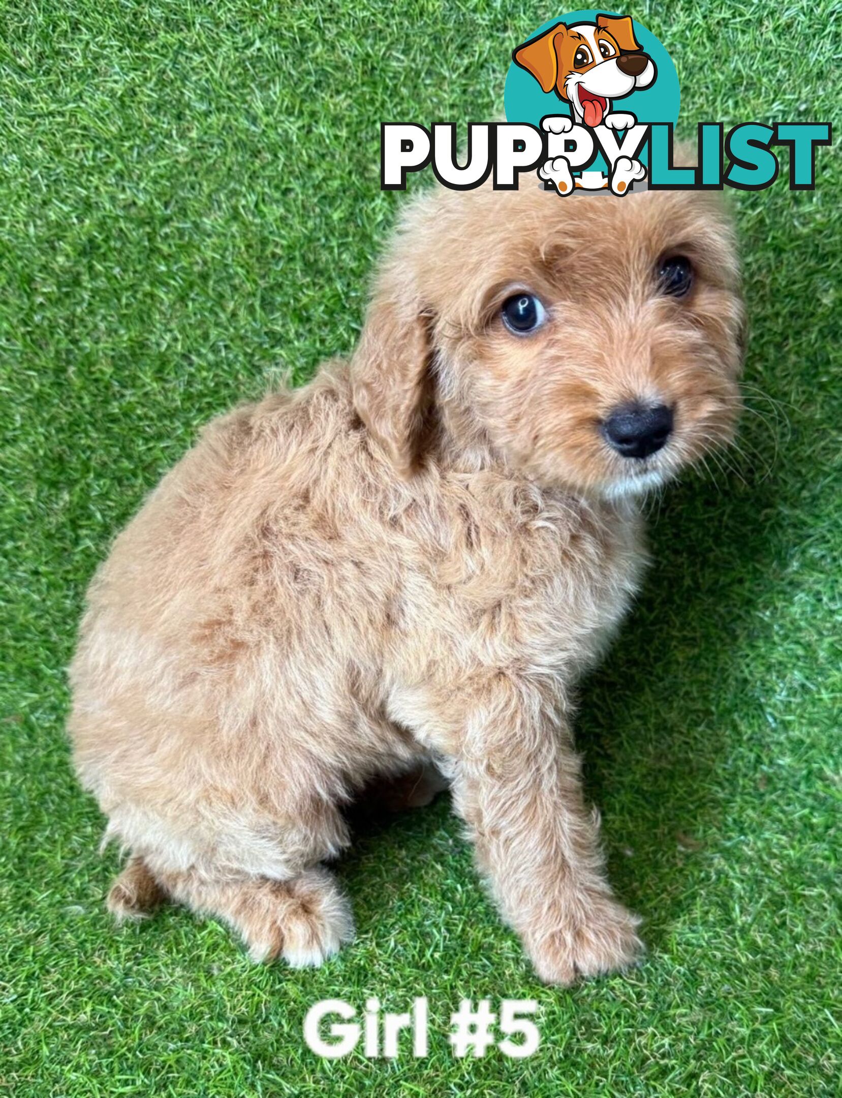 BEAUTIFUL GOLDEN GROODLE PUPPIES