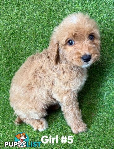 BEAUTIFUL GOLDEN GROODLE PUPPIES