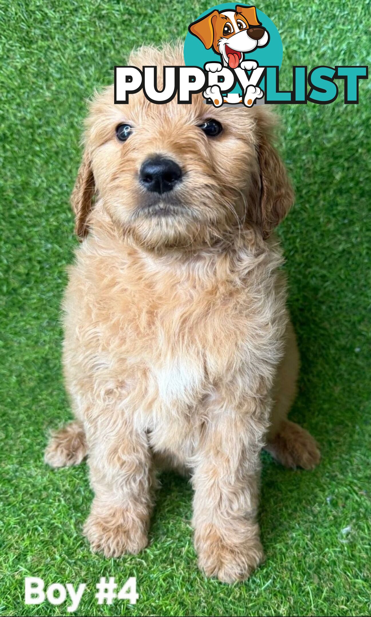 BEAUTIFUL GOLDEN GROODLE PUPPIES