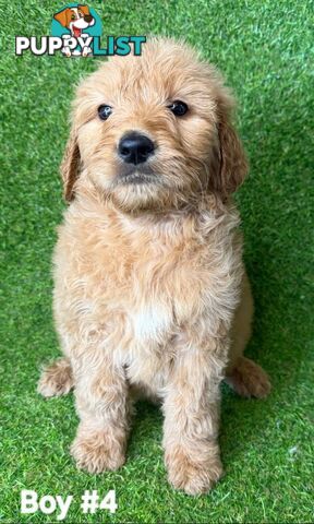 BEAUTIFUL GOLDEN GROODLE PUPPIES