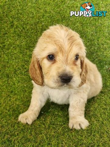 BEAUTIFUL GOLDEN GROODLE PUPPIES