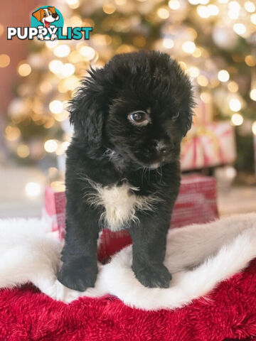 LAST ADORABLE MALTESE X SHIHTZU BOY