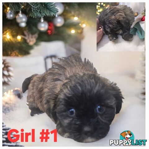 ADORABLE MALTESE X SHIHTZU PUPPIES COMING SOON!!!