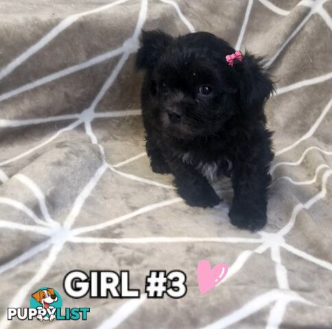 GORGEOUS FLUFFY MALTESE X SHIHTZU PUPPIES COMING SOON!!! 