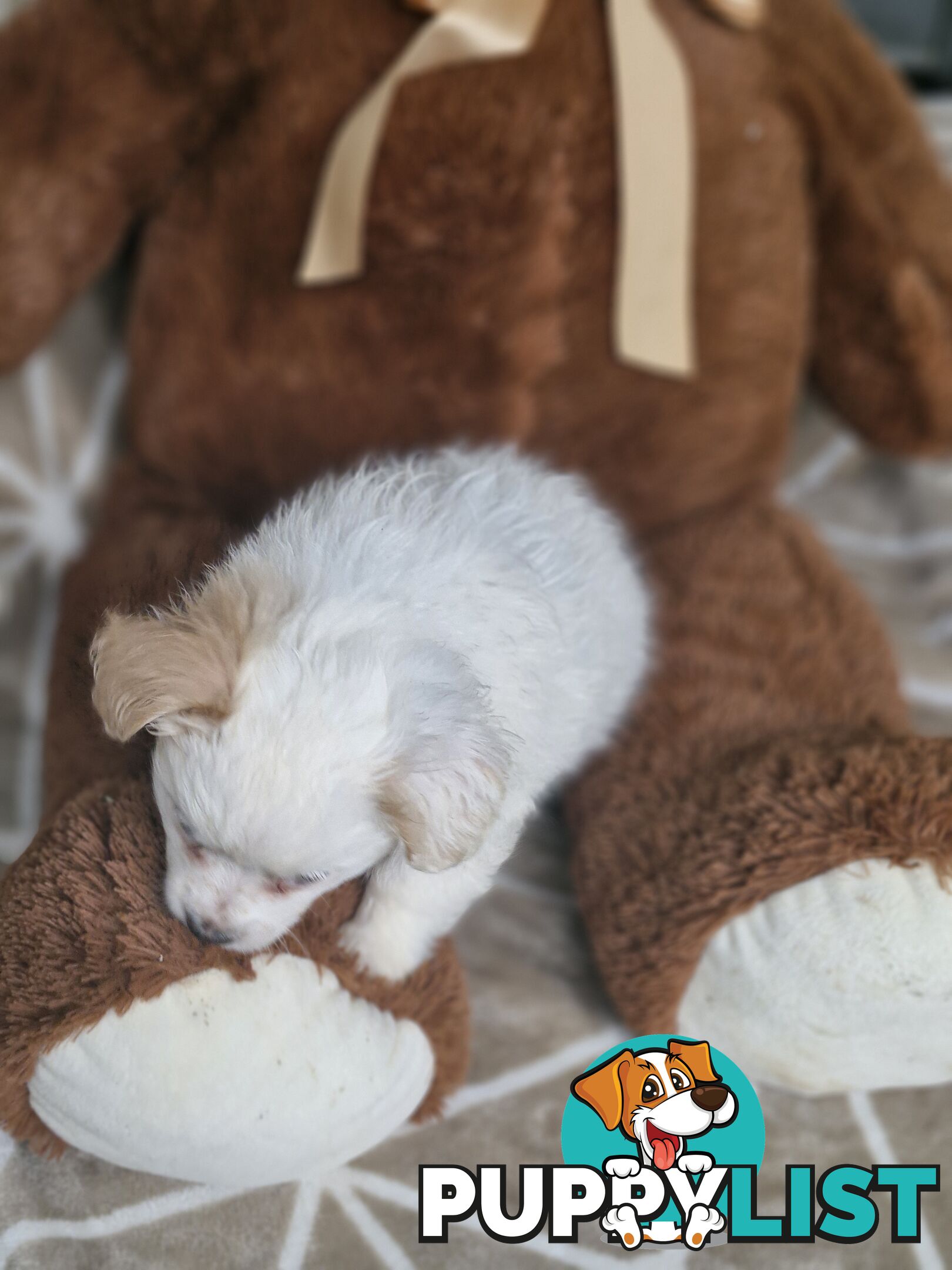 LAST ADORABLE FLUFFY MALTESE X SHIHTZU GIRL