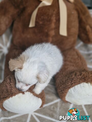 LAST ADORABLE FLUFFY MALTESE X SHIHTZU GIRL