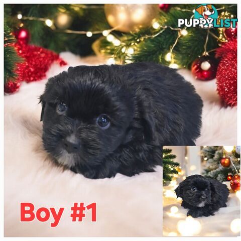 ADORABLE MALTESE X SHIHTZU PUPPIES COMING SOON!!!