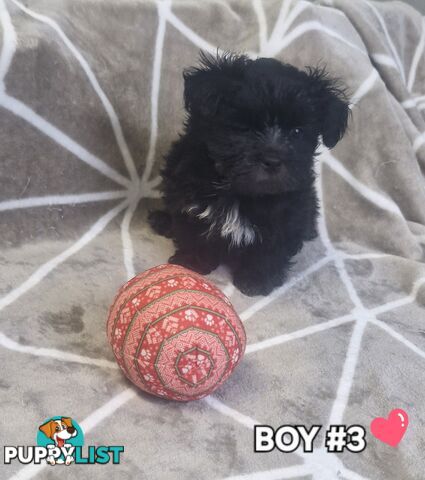 GORGEOUS FLUFFY MALTESE X SHIHTZU PUPPIES COMING SOON!!! 