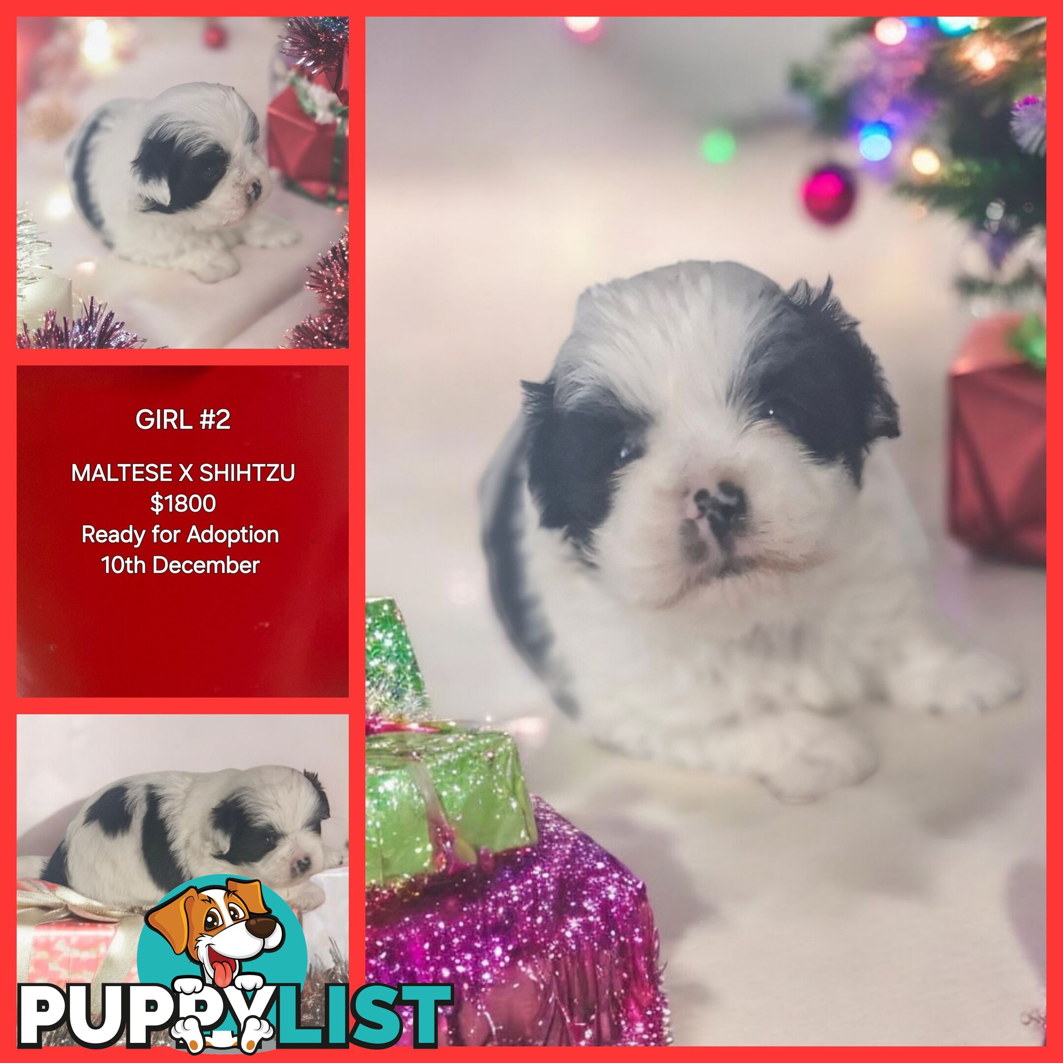 ADORABLE MALTESE X SHIHTZU PUPPIES COMING SOON!!!