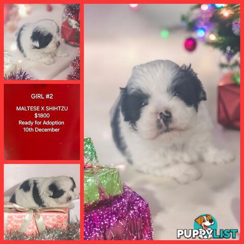 ADORABLE MALTESE X SHIHTZU PUPPIES COMING SOON!!!