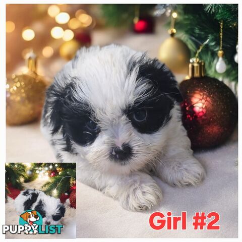 ADORABLE MALTESE X SHIHTZU PUPPIES COMING SOON!!!