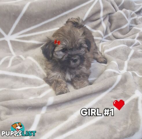 GORGEOUS FLUFFY MALTESE X SHIHTZU PUPPIES 