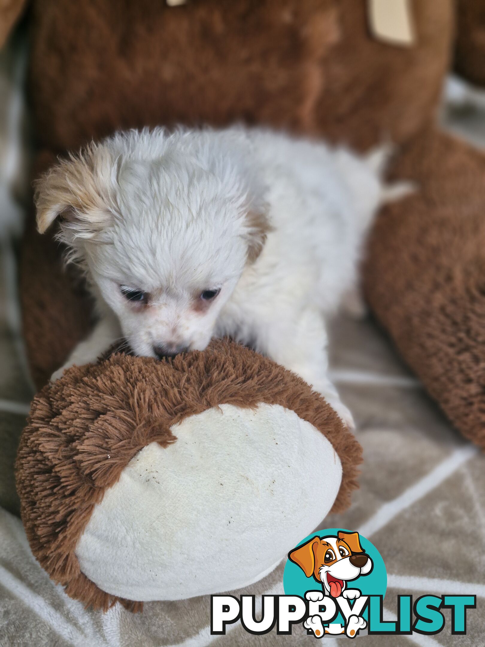 LAST ADORABLE FLUFFY MALTESE X SHIHTZU GIRL