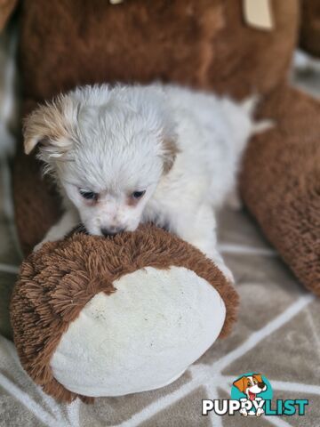 LAST ADORABLE FLUFFY MALTESE X SHIHTZU GIRL