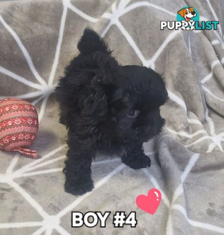 GORGEOUS FLUFFY MALTESE X SHIHTZU PUPPIES COMING SOON!!! 