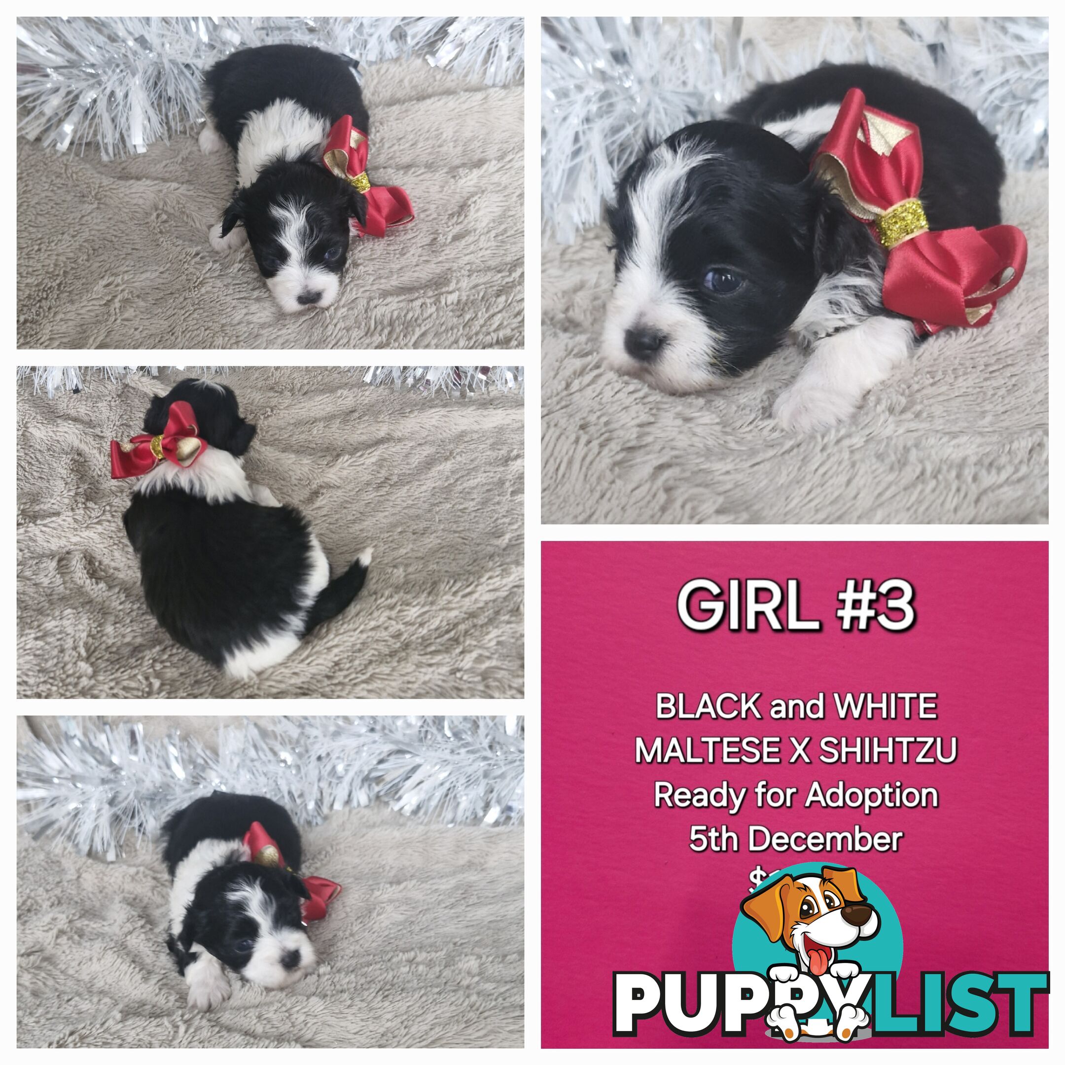 ADORABLE MALTESE X SHIHTZU PUPPIES COMING SOON!!!