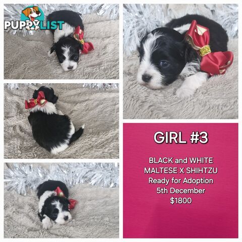 ADORABLE MALTESE X SHIHTZU PUPPIES COMING SOON!!!