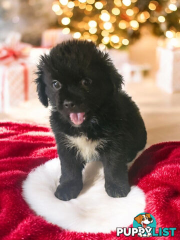 LAST ADORABLE MALTESE X SHIHTZU BOY