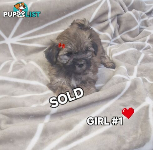 GORGEOUS FLUFFY MALTESE X SHIHTZU PUPPIES COMING SOON!!! 