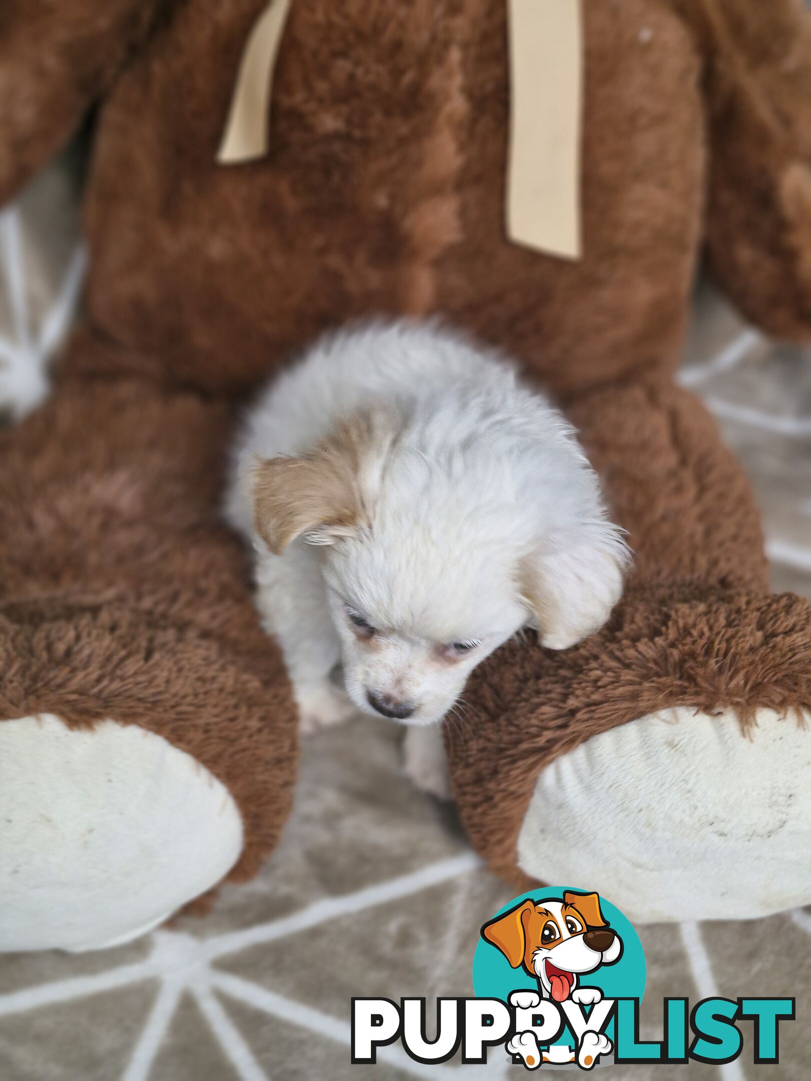 LAST ADORABLE FLUFFY MALTESE X SHIHTZU GIRL