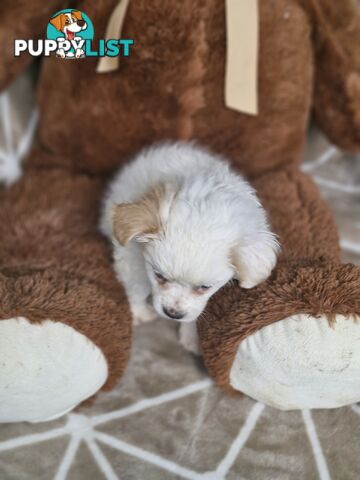 LAST ADORABLE FLUFFY MALTESE X SHIHTZU GIRL