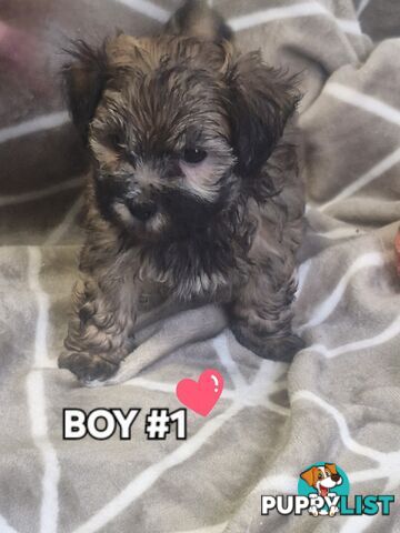 GORGEOUS FLUFFY MALTESE X SHIHTZU PUPPIES COMING SOON!!! 