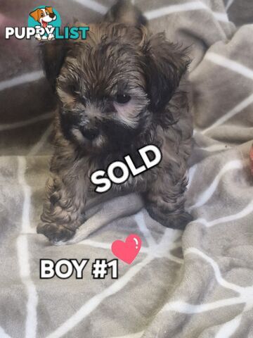 GORGEOUS FLUFFY MALTESE X SHIHTZU PUPPIES COMING SOON!!! 