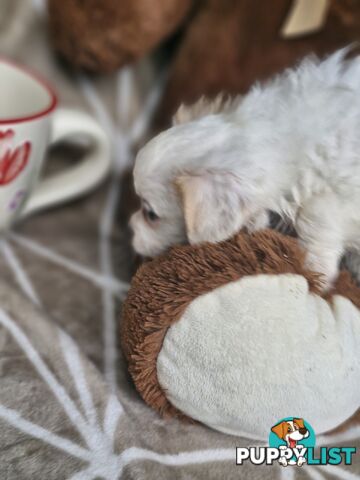 LAST ADORABLE FLUFFY MALTESE X SHIHTZU GIRL