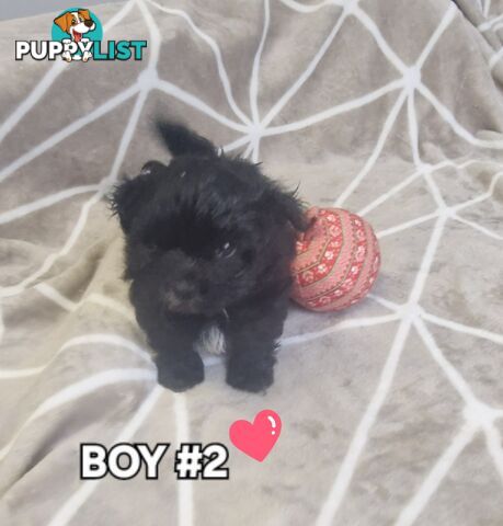 GORGEOUS FLUFFY MALTESE X SHIHTZU PUPPIES COMING SOON!!! 