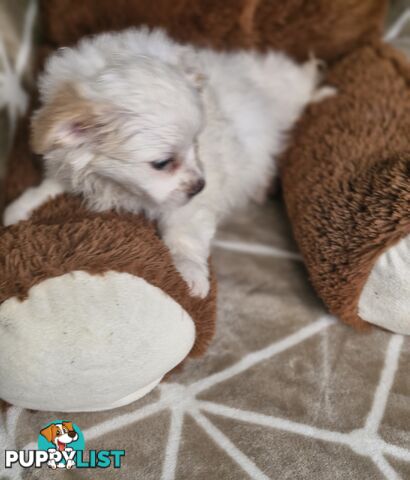 LAST ADORABLE FLUFFY MALTESE X SHIHTZU GIRL