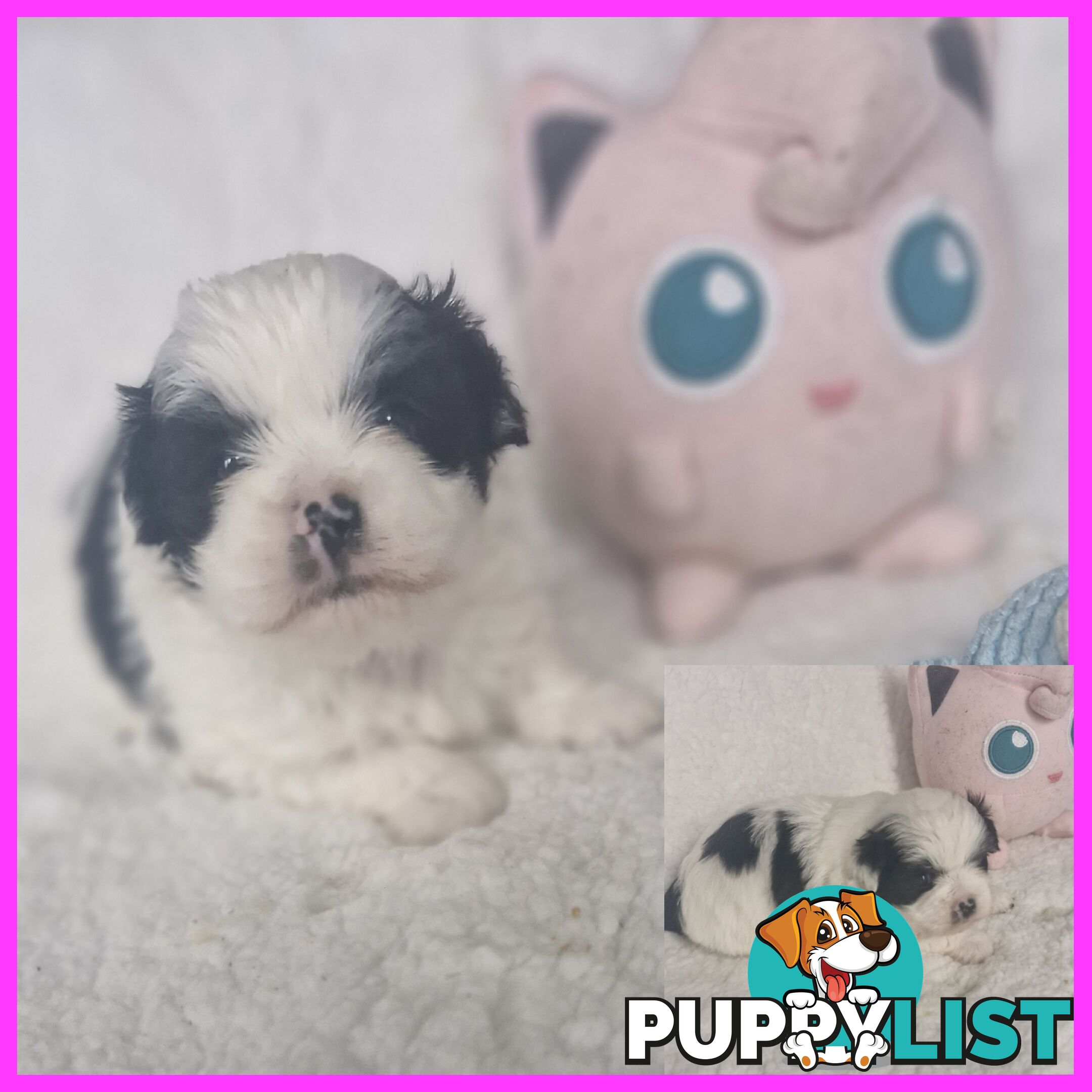 ADORABLE MALTESE X SHIHTZU PUPPIES COMING SOON!!!