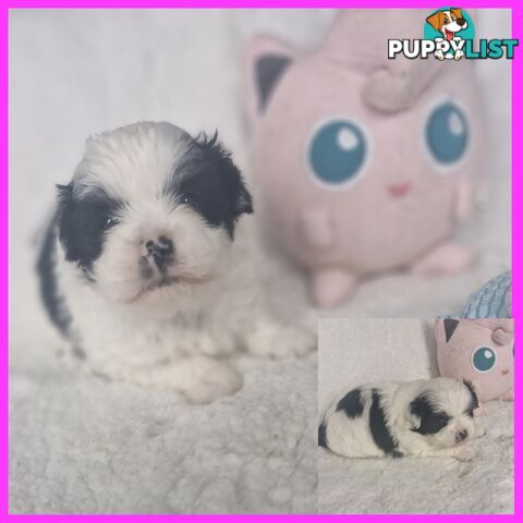 ADORABLE MALTESE X SHIHTZU PUPPIES COMING SOON!!!