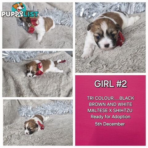 ADORABLE MALTESE X SHIHTZU PUPPIES COMING SOON!!!